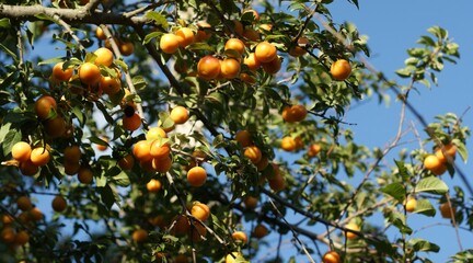 Delicious cherry-plums hanging from a tree branch in orchard