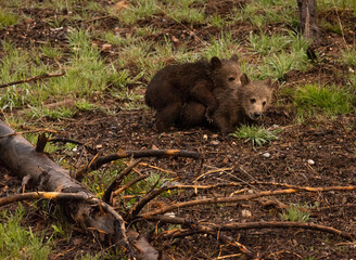 Grizzly Bear Cubs Playing And Hugging In Forest