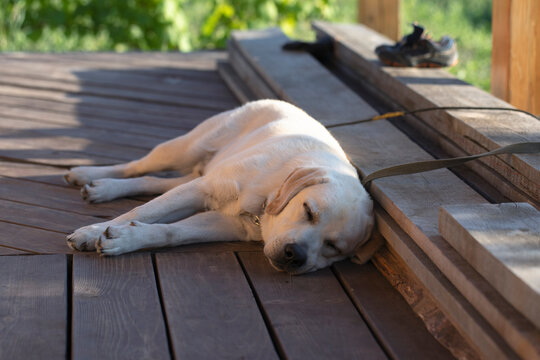 Labrador Retriever dog sleeping on wooden floor in open air. Time for bed, sweet dreams, good night, it been long day.