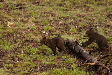 Grizzly Bear Cubs Playing In Forest