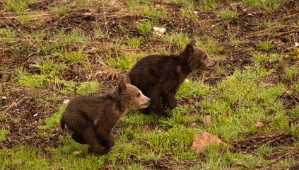 Grizzly Bears Cubs In Forest © Dan