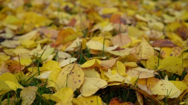 Beautiful panning over fallen yellow leaves on the lawn in slow motion 