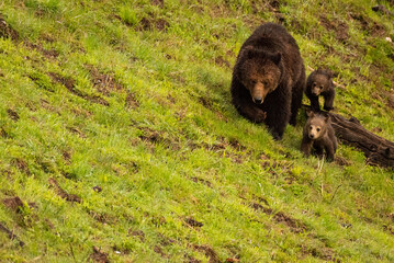 Grizzly Bears, Mother and Cubs in Forest