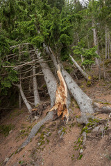 A pine tree crashed oin the ground by the wind inside the forest