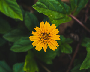 yellow flower