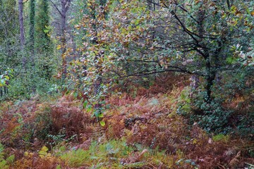 Autumn colors in Ataturk Kent Forest in Istanbul, Turkey.