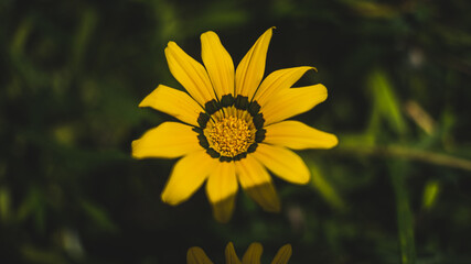 yellow flower on a green background