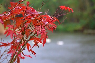 Ataturk Kent Forest is in the Sariyer district of Istanbul, Turkey.