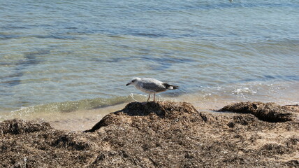 Fototapeta na wymiar A seagull walking in shallow water near the sea shore