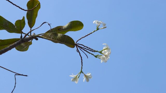 Beautiful sweet Plumeria flowers, blooming, isolated flower. Vintage and natural background. close up flower. with sky background.