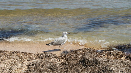 A seagull walking in shallow water near the sea shore