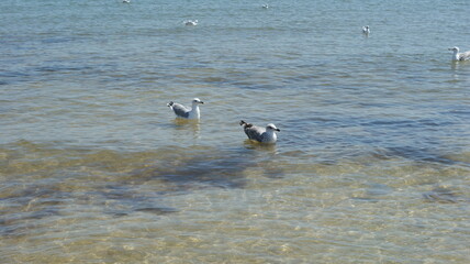 A seagull walking in shallow water near the sea shore