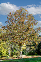 Fototapeta premium autumn