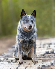 Naklejka premium Sad blue heeler dog is sitting on wooden bridge and looking down. Portrait of australian cattle dog at nature.