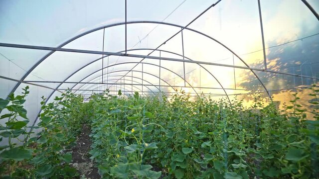 greenhouse with cucumbers in the rays of the setting sun. organic farming concept. hothouse. early harvest of vegetables.