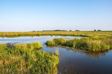 View over the landscape in Langwarder Groden / Germany at the North Sea in the warm evening light