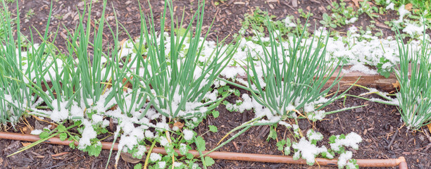 Panoramic homegrown spring onions in wintertime with snow covered at backyard garden in Texas, USA