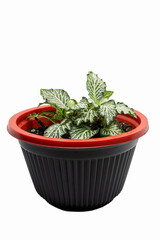 Nerve plant on a bowl