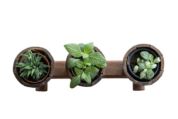 Top view of a wooden plants display
