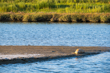 A seal basks in the evening light in Langwarder Groden / Germany at the North Sea