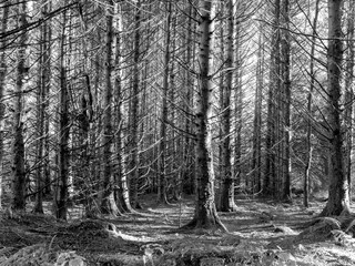 Pinewood autumn detail showing forest floor. Black and whiet monochrome. Infrared.