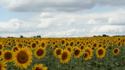 Fototapeta premium Sunflowers garden. Sunflowers have abundant health benefits.