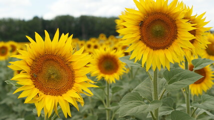 Sunflowers garden. Sunflowers have abundant health benefits.