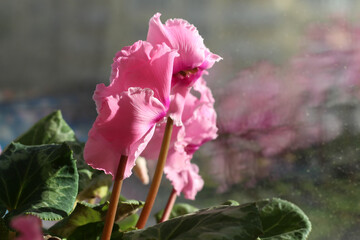 Beautiful blooming spring flower - pink Terry cyclamen