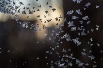 Frosty natural pattern and sun on winter window