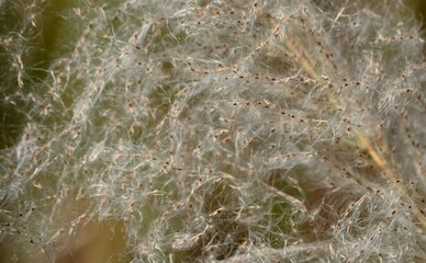 Grass flower background