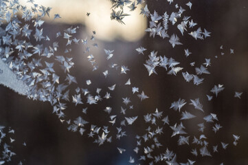 Frosty natural pattern and sun on winter window