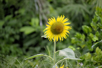 The anther of the sunflower is beautiful