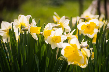 Fototapeta premium Macro view of beautiful vivid white narcissus flowers with yellow core with pollen on bright sunlight. Blooming first spring flower