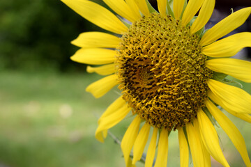 The anther of the sunflower is beautiful