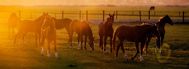 group of young horses in meadow during sunset