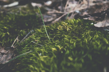 Green grass on the forest meadow in the morning sunlight. Macro image. Beautiful summer nature background