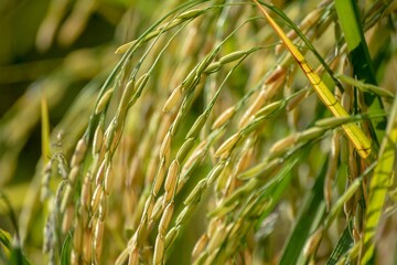 green field rice in the fields