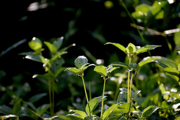 The grass and the light in the morning