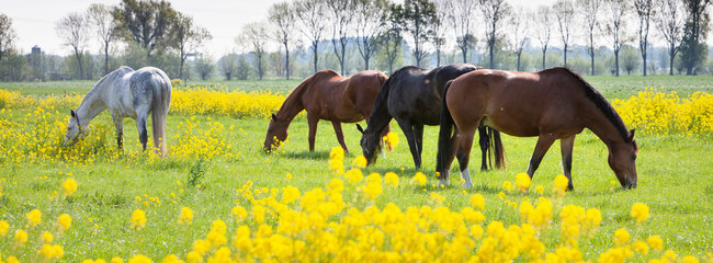 several horses grazing in green meadow with yellow rapeseed flowers
