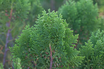 Oriental Arbor-Vitae or Platycladus orientalis leaf for background.
