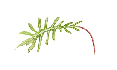 Illustration of Philodendron Xanadu or Thaumatophyllum Xanadu Leaf on White Background.
