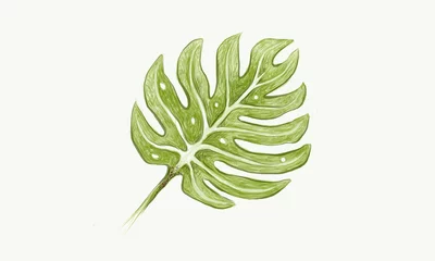 Wandaufkleber Monstera Ökologiekonzepte, grüne Blätter der Schweizer Käsepflanze oder Monstera Deliciosa.