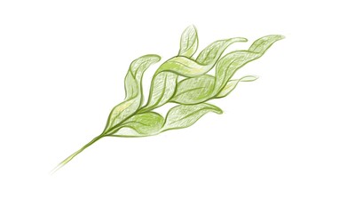 Illustration of Phlebodium Aureum or Golden Serpent Fern Leaf on White Background.

