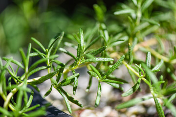 Fototapeta premium Organic rosemary plant growing in the garden for extracts essential oil, Fresh rosemary herbs nature green background