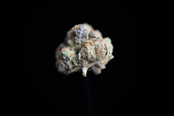 Cannabis Bud Orange Cream strain purple leaf