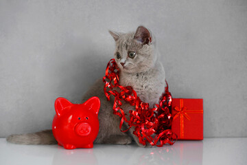 Grey British kitten with a gift and a red piggy Bank lies on a white and grey background. Cat food, holiday, banks and savings concept.