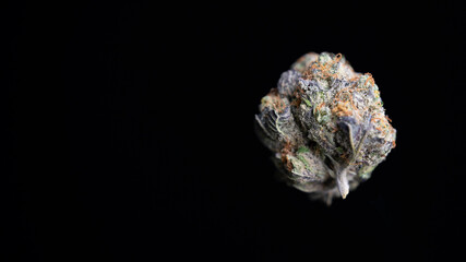 floating Cannabis Bud Orange Cream strain