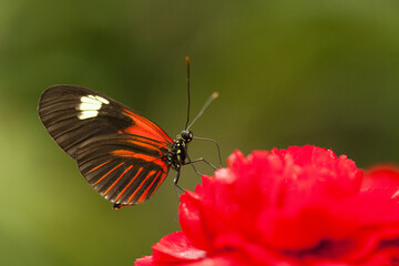 Butterfly sitting on a flower