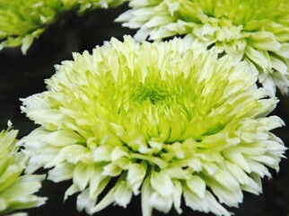 Close up of a white and green Chrysanthemum