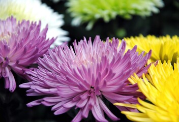 Close up of a purple Chrysanthemum